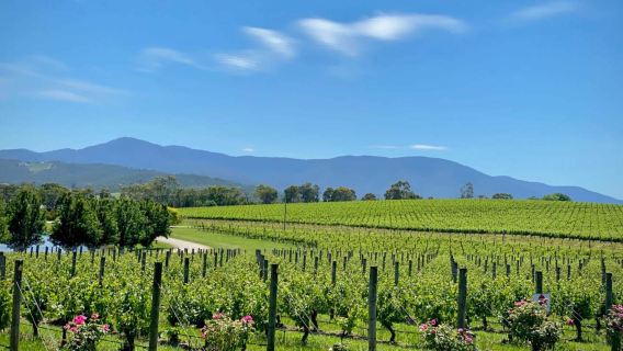 A 1-day tour to the Yarra Valley & Puffing Billy Steam Train in Melbourne, Australia