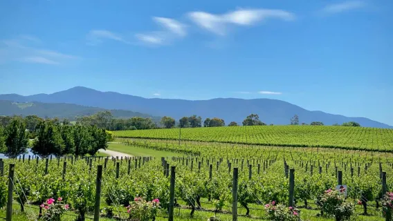 [Convenienza e relax] Tour di un giorno a Melbourne con il treno a vapore Puffing Billy & cantine della Yarra Valley