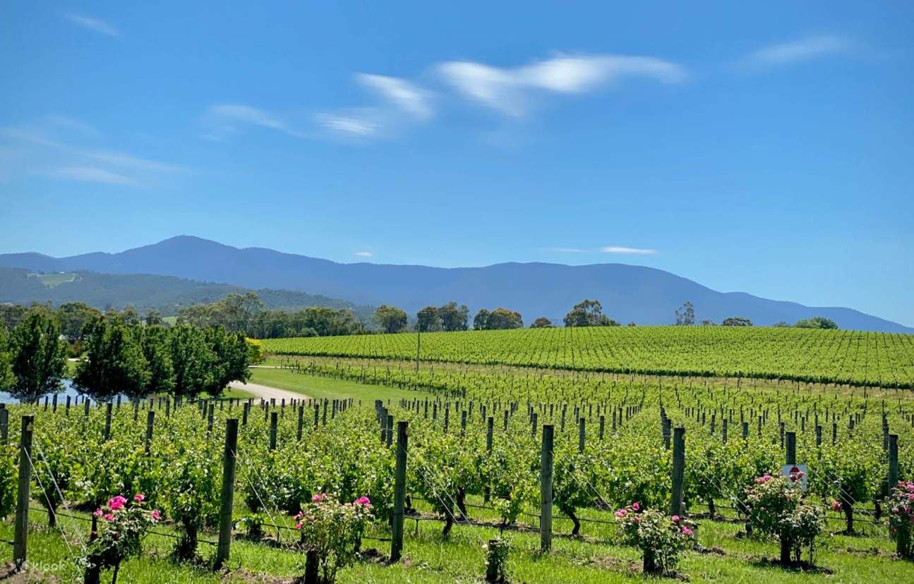 Melbourne Yarra Valley & Puffing Billy Steam Railway Day Tour in Australia