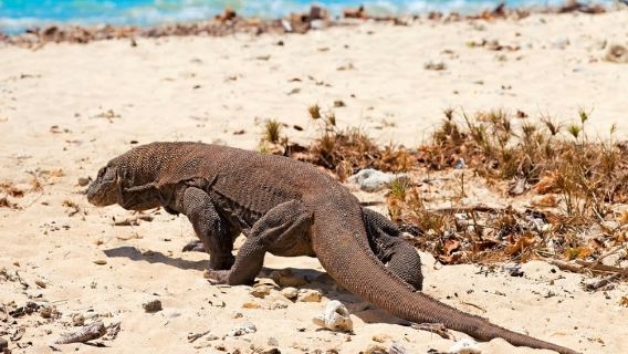 Tour de Komodo 2D1N en grupo (compartido)