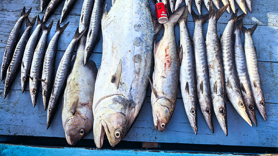 芭堤雅海釣包船出海釣魚專業釣船休閒釣魚專業船長
