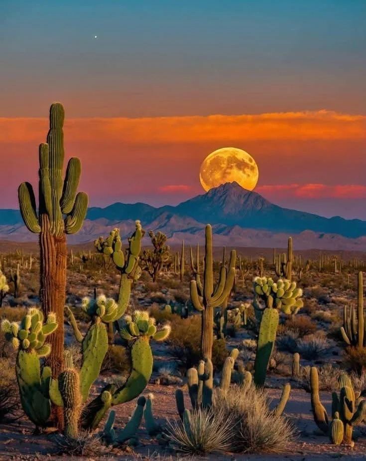美國鳳凰城來回仙人掌國家公園-巨人柱公園\包車【精選老司機】