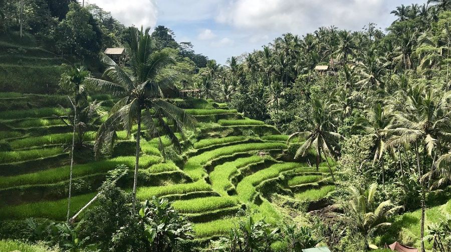 烏布 + 金塔馬尼高原 + Tegallalang 梯田 + Tirta Empul 寺 + Tegenungan 瀑布 / 私人遊覽 8 小時