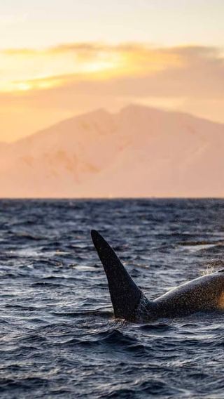 From Tromso: Whale Watching in Magic Skjervoy