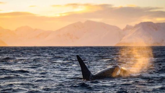 Desde Tromso: Avistamiento de ballenas en el mágico Skjervoy