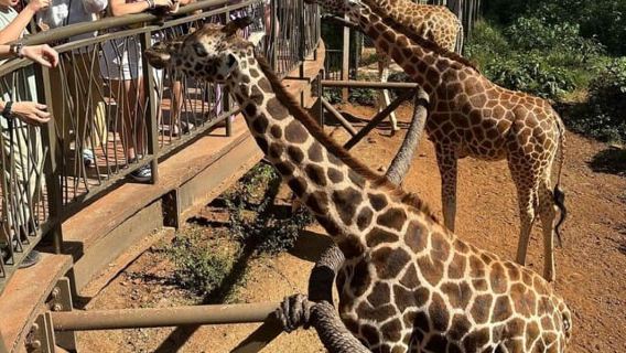 Nairobi: Wisata Sehari ke Pusat Jerapah