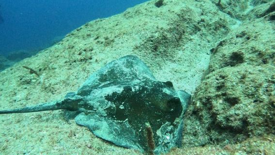 Terceira Island: Snorkeling Adventure