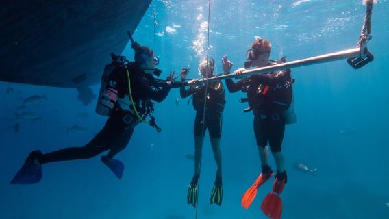 Cairns: Snorkeling Premium dan Menyelam Perjalanan Sehari GBR