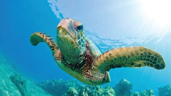 Paseo en velero con esnórquel para ver tortugas en Kona con almuerzo y bebidas