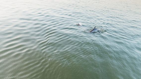 Hilton Head Island: crociera al tramonto per avvistare i delfini
