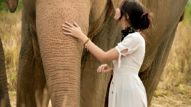 Elephant Jungle Sanctuary Pattaya - ประสบการณ์ให้อาหารและอาบน้ำช้าง (1.5 ชั่วโมง)
