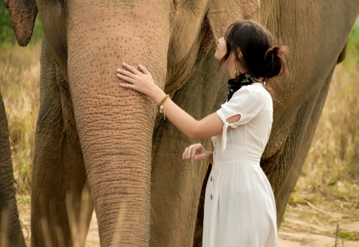 Elephant Jungle Sanctuary Pattaya - elephant feeding and bathing experience (1.5 hours)