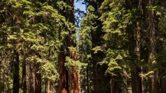 美國三藩市或洛杉磯出發結束優勝美地國家公園+美洲杉-可包車-精選