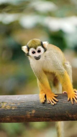 Departing from Chengdu: Bifengxia wildlife park + panda research base [1-day private charter tour]