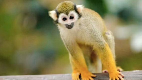 청두 출발: 비펑 협곡 + 야생동물원 + 판다 연구 기지 [전세 차량 당일 치기 여행]