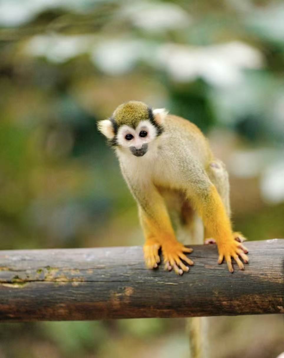 Departing from Chengdu: Bifengxia + Wildlife Park + Panda Research Base [Private Charter 1-Day Tour]