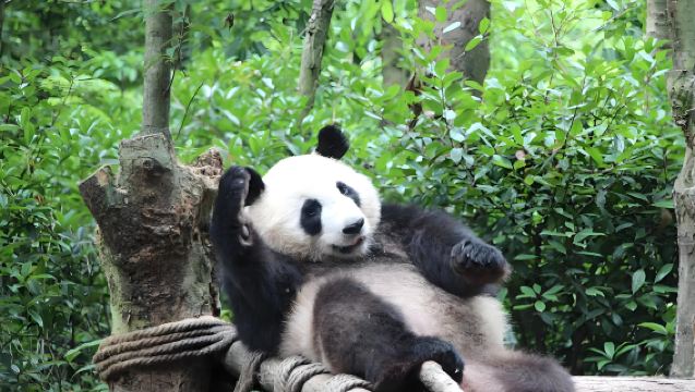 成都天府機場至大熊貓繁育研究基地日遊（私家車）