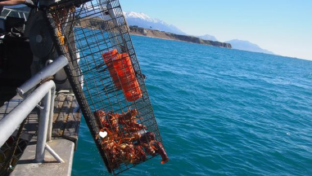 Kaikoura Deep Sea Fishing with Captain TOMO [Local Experienced Crew + Lobster Catching] in New Zealand's South Island