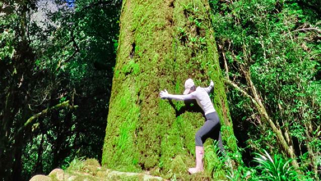 Trekking Hutan Bola Bulu Gaoligong 4-9KM + Pakej Persendirian + Mata Air Panas Semula Jadi + Pemandu Pelancong