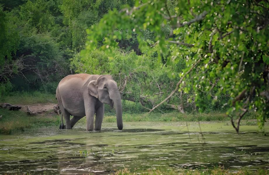 Taman Nasional Minneriya Sri Lanka | Safari Jeep Mencari Kawanan Gajah Liar*Tidak termasuk tiket mas