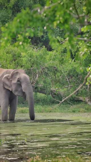 อุทยานแห่งชาติมินเนริยา ศรีลังกา | ล่าสัตว์ป่าด้วยรถจี๊ป*ไม่รวมตั๋วเข้า&