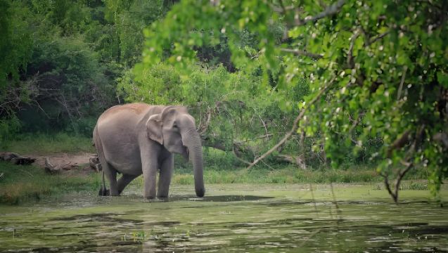 Sri Lanka Minneriya National Park | Off-Road Safari to Spot Wild Elephant Herds*Excludes admission ticket&