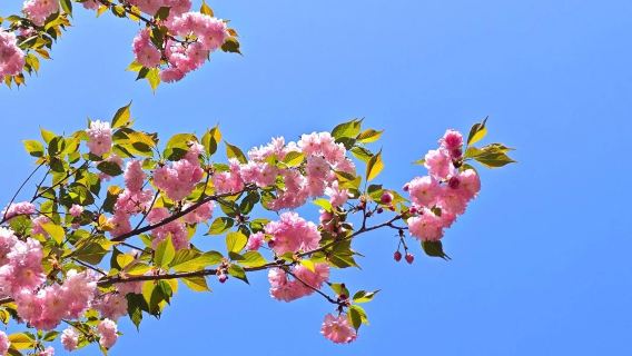 1-day tour to Lv Shun Sakura Garden + military port + museum + Taiyanggou attraction (small group for 2-6 people)