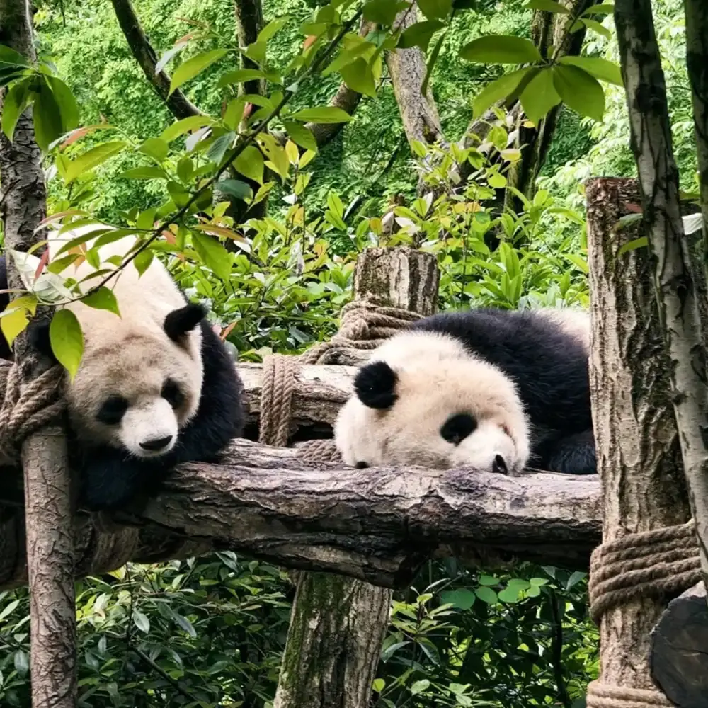 Dujiangyan panda valley live guide [2-hour private tour | Chinese