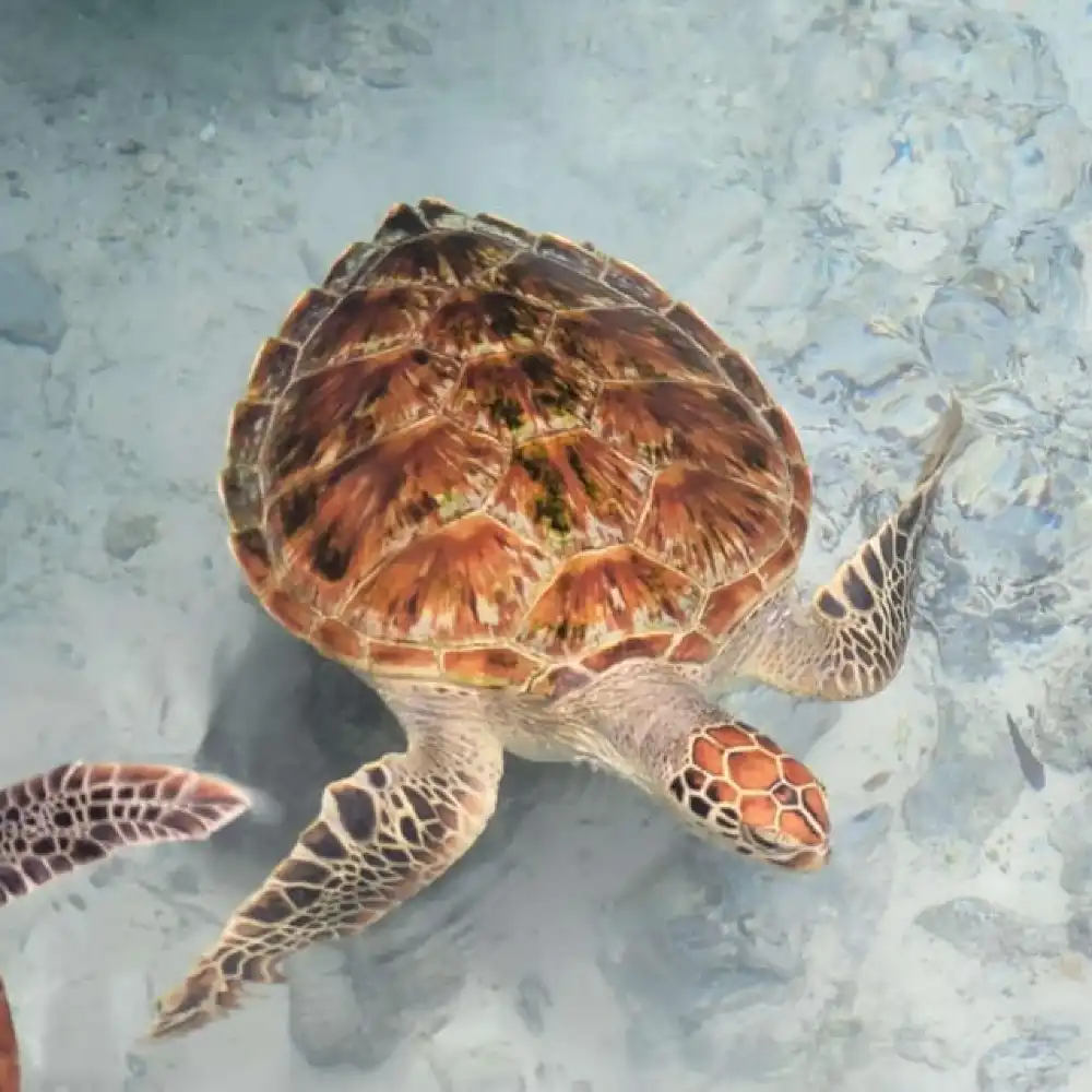 ザンジバル：ウミガメと泳ごう、ジョザニ森林、スパイス農園＆ストーン