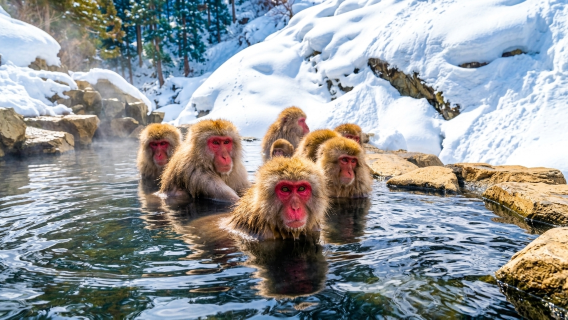 Excursión de un día desde Tokio: Parque de los monos de nieve de Jigokudani y templo Zenkoji con comida incluida