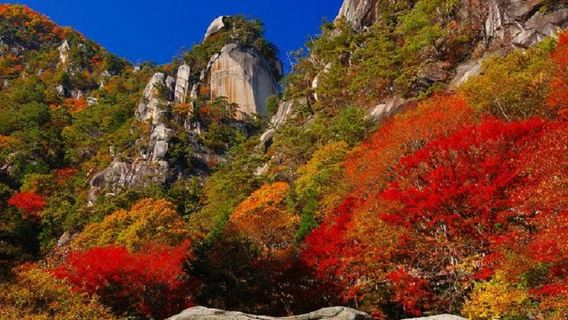 Viagem de um dia em Yamanashi | Beleza do vale colorido pelas folhas de outono "Shōsenkyō" & Museu de Arte Floresta de Sombras | Kikyō Shingen Mochi & experiência de encher sacolas com castanhas doces à vontade + 2 refeições incluídas [Partida de Shinjuku/Ueno]