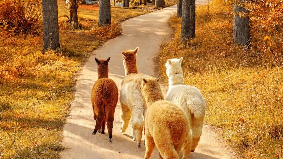 Alpaca World + Nami Island + The Garden of Morning Calm One Day Tour [Depart from Seoul • Family Friendly]