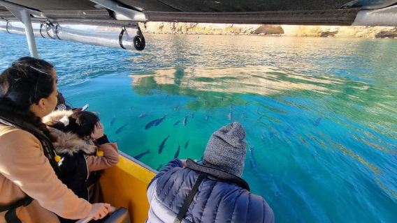 Dari Tairua: Lawatan 2 Jam ke Cathedral Cove dengan Panduan Tempatan