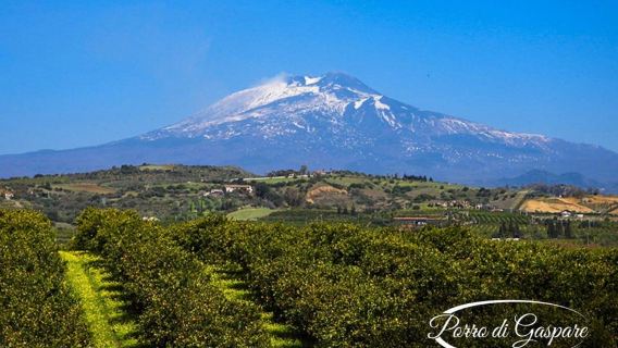 Catania: Pozzo di Gaspare Farm Guided Tour with Tastings