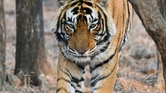 Ranthambore National Park: Safari billet med afhentningsmulighed