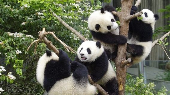 ChengduTours
