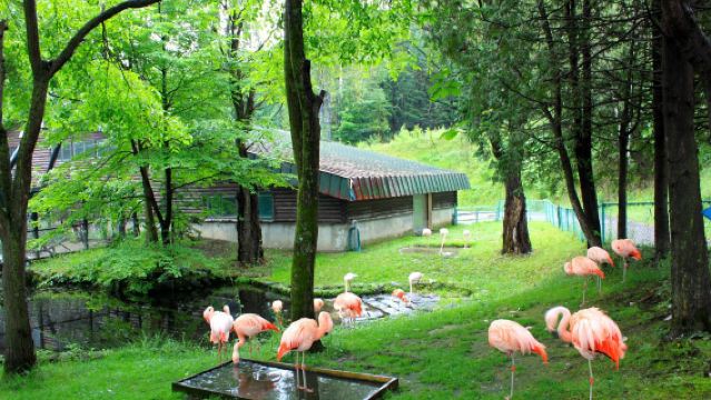 日本札幌來回美瑛青池富良野/可小樽登別北海道多日包車-精選