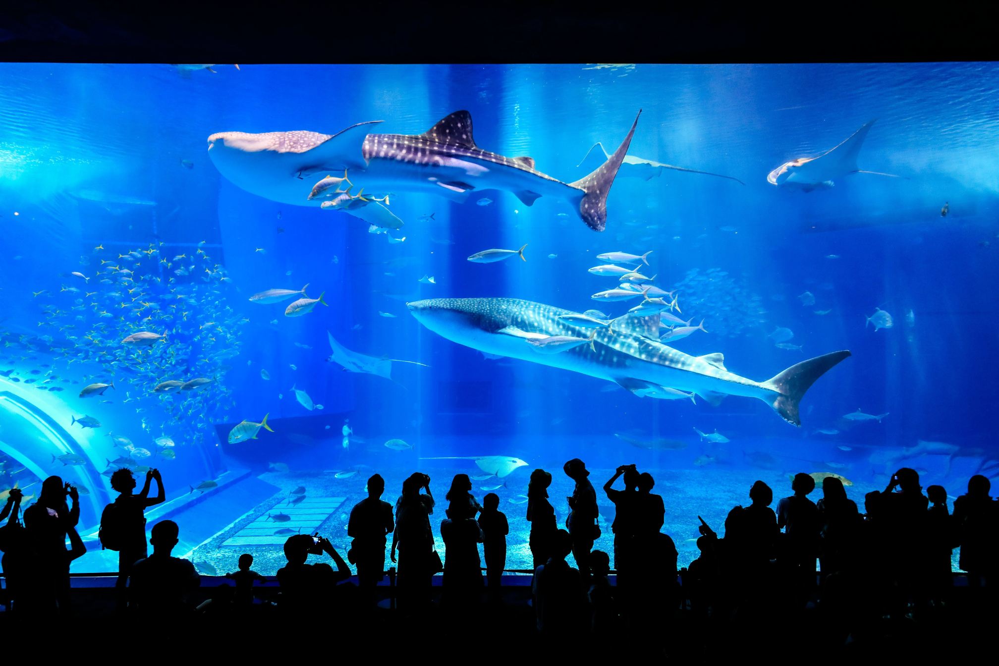 日本FunPASS沖繩美麗海水族館多合一通票