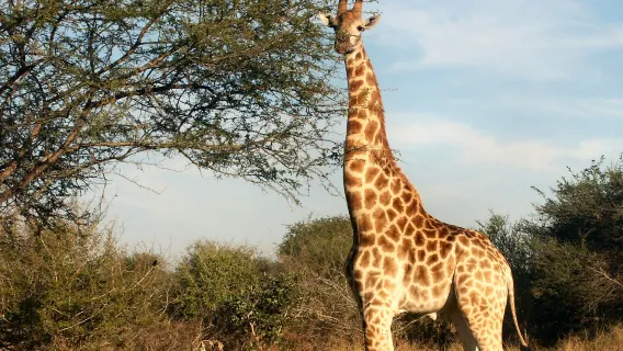 Cape Town: Full-Day Aquila Safari Tour with Nederburg Wine Tasting