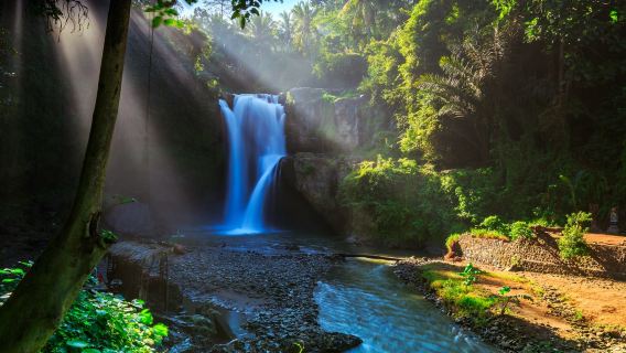 Tour di Ubud: Risaia, Foresta delle Scimmie, Grotta degli Elefanti, Tempio di Batuan e Tour Giornaliero alla Cascata