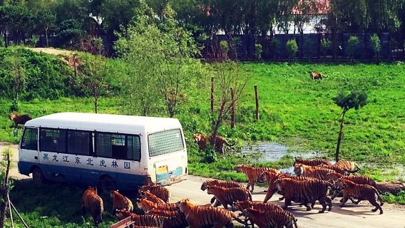 冰雪大世界夢幻冰雪館 東北虎林園 太陽島 中央大街 索菲亞教堂