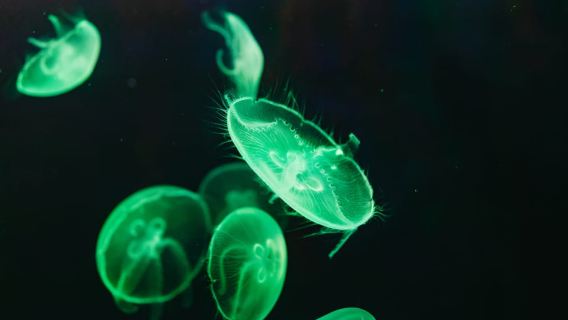 Poema del Mar Skip-the-Line Ticket