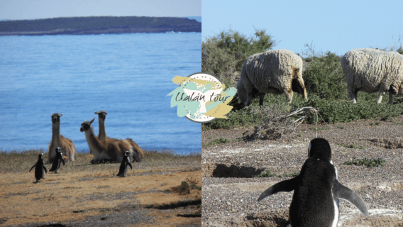 Puerto Madryn: Punta Tombo Shore Excursion for Cruise Guests