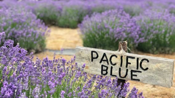 From Penneshaw: Kangaroo Island Shore Excursion Tasting Tour