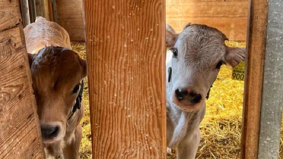 Lucerne: Tur Pertanian dan Mencicipi Keju