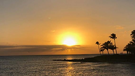 Naples: Catamaran Cruises with Wildlife Views