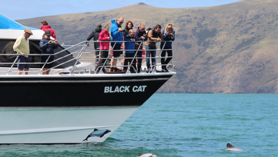 2-stündige Delfin-Naturkreuzfahrt im Hafen von Akaroa