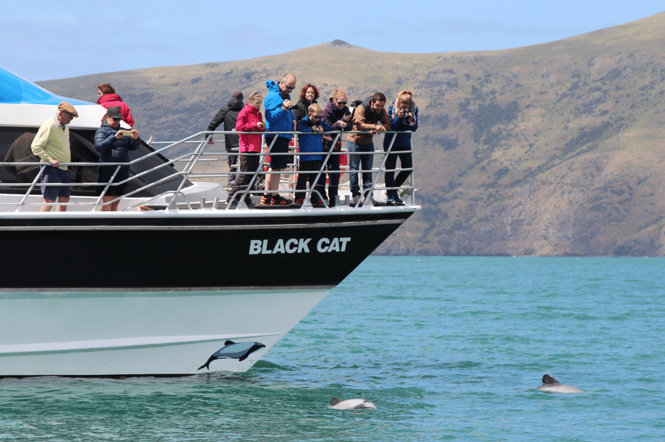 Crucero de 2 horas para observar delfines en el puerto de Akaroa