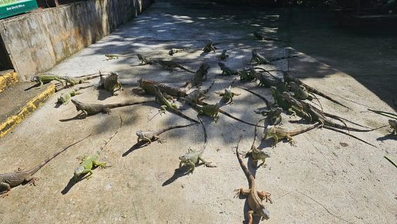 Peternakan Iguana Margasatwa Roatan, Monyet/Kungkang & Pantai