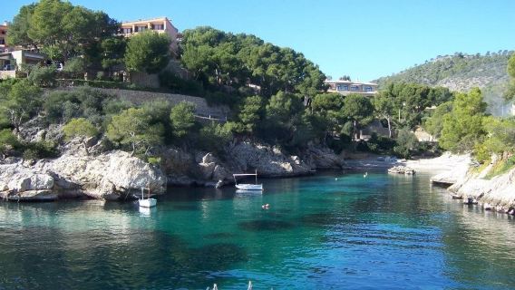 Santa Ponsa: 3-Hr Dolphin Watching Boat Excursion